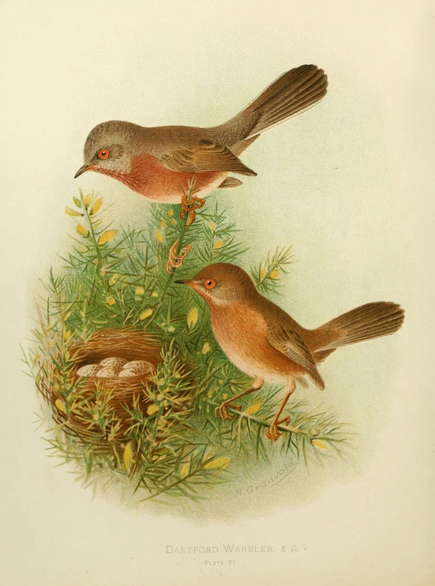 Birds of Britain & Ireland 1907 Warbler Dartford Canvas Art - Henrik Grnvold (24 x 36)