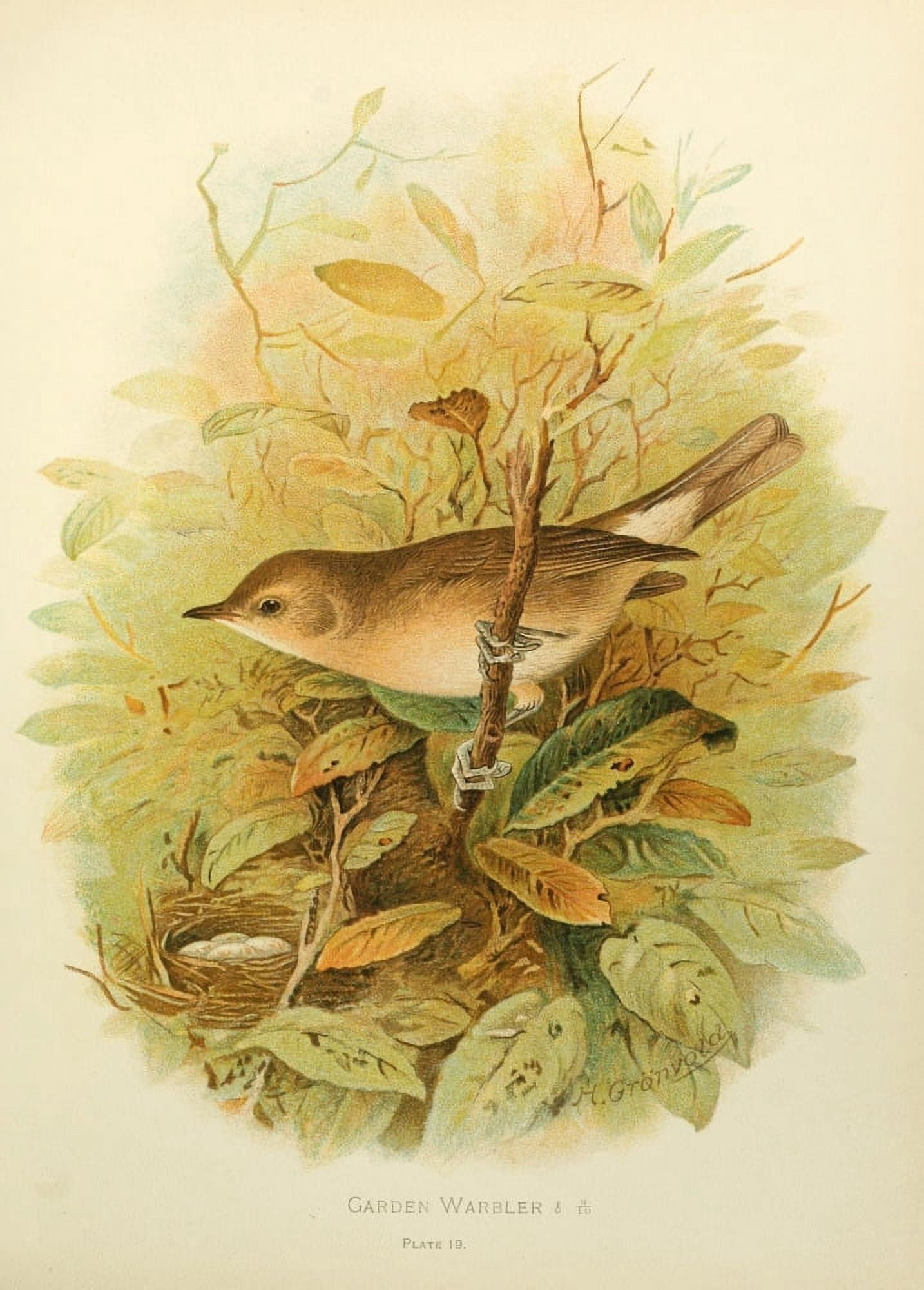 Birds of Britain & Ireland 1907 Warbler Garden Canvas Art - Henrik Grnvold (24 x 36)