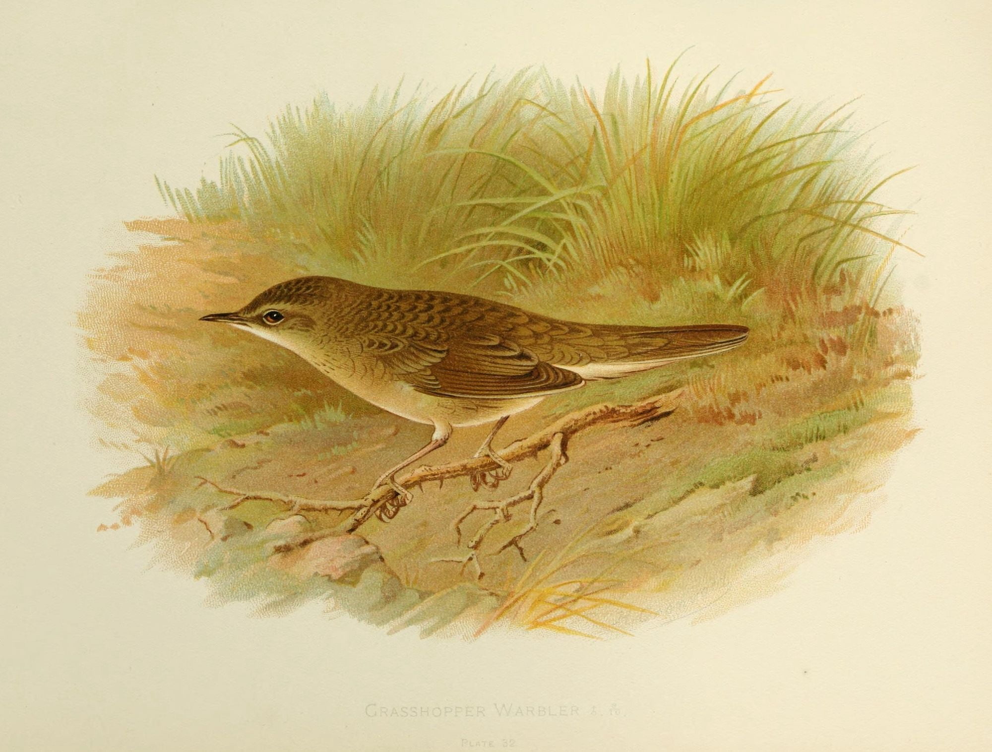 Birds of Britain & Ireland 1907 Warbler Grasshopper Canvas Art - Henrik Grnvold (24 x 36)