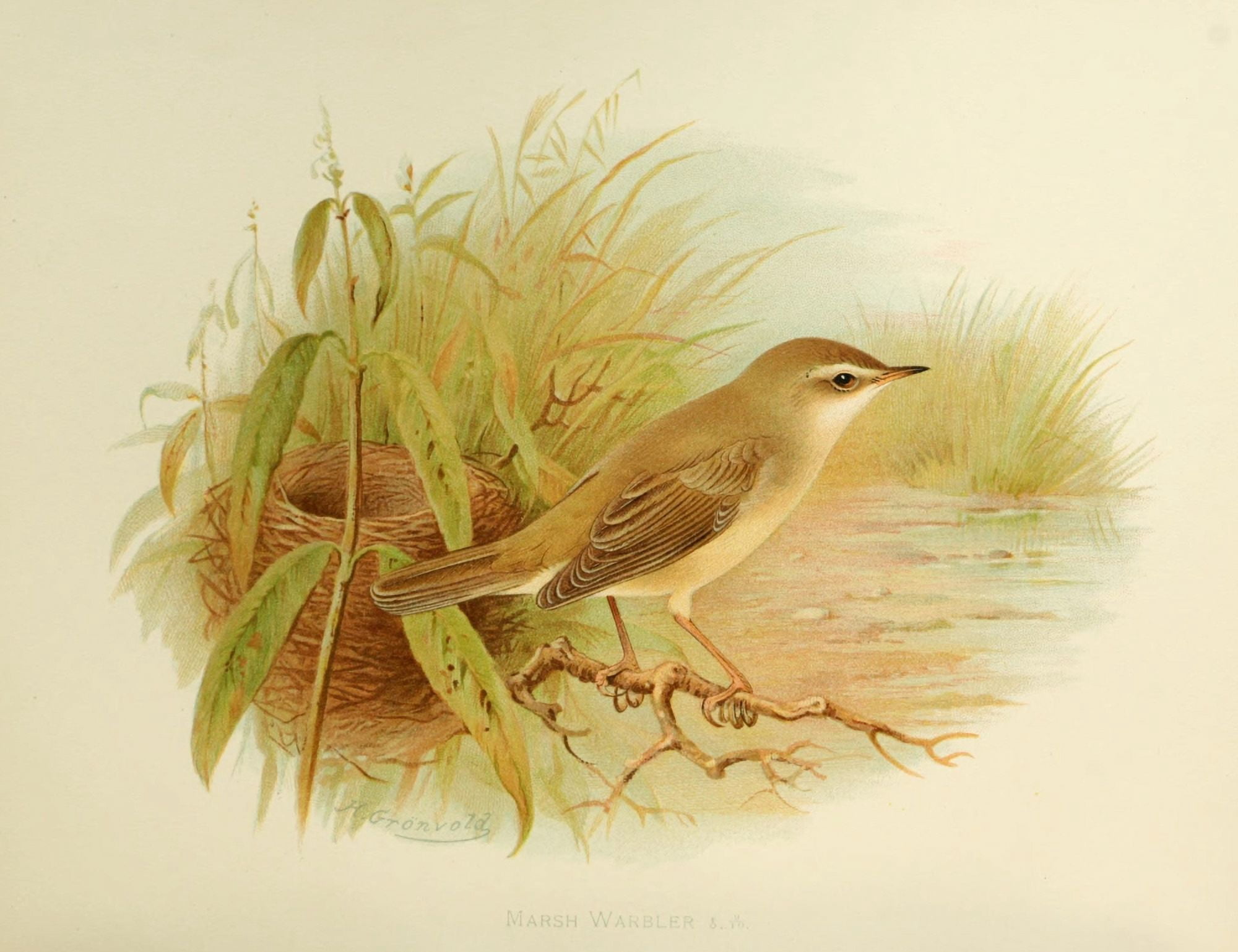 Birds of Britain & Ireland 1907 Warbler Marsh Canvas Art - Henrik Grnvold (24 x 36)