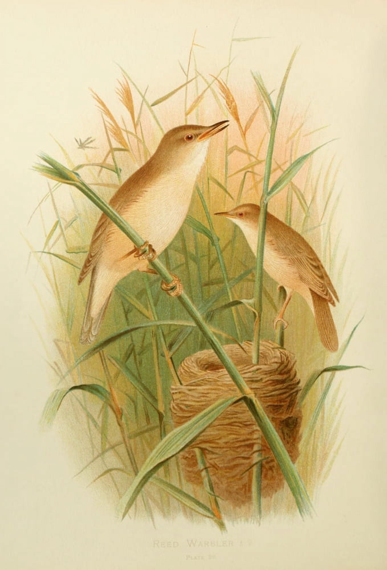 Birds of Britain & Ireland 1907 Warbler Reed Canvas Art - Henrik Grnvold (18 x 24)