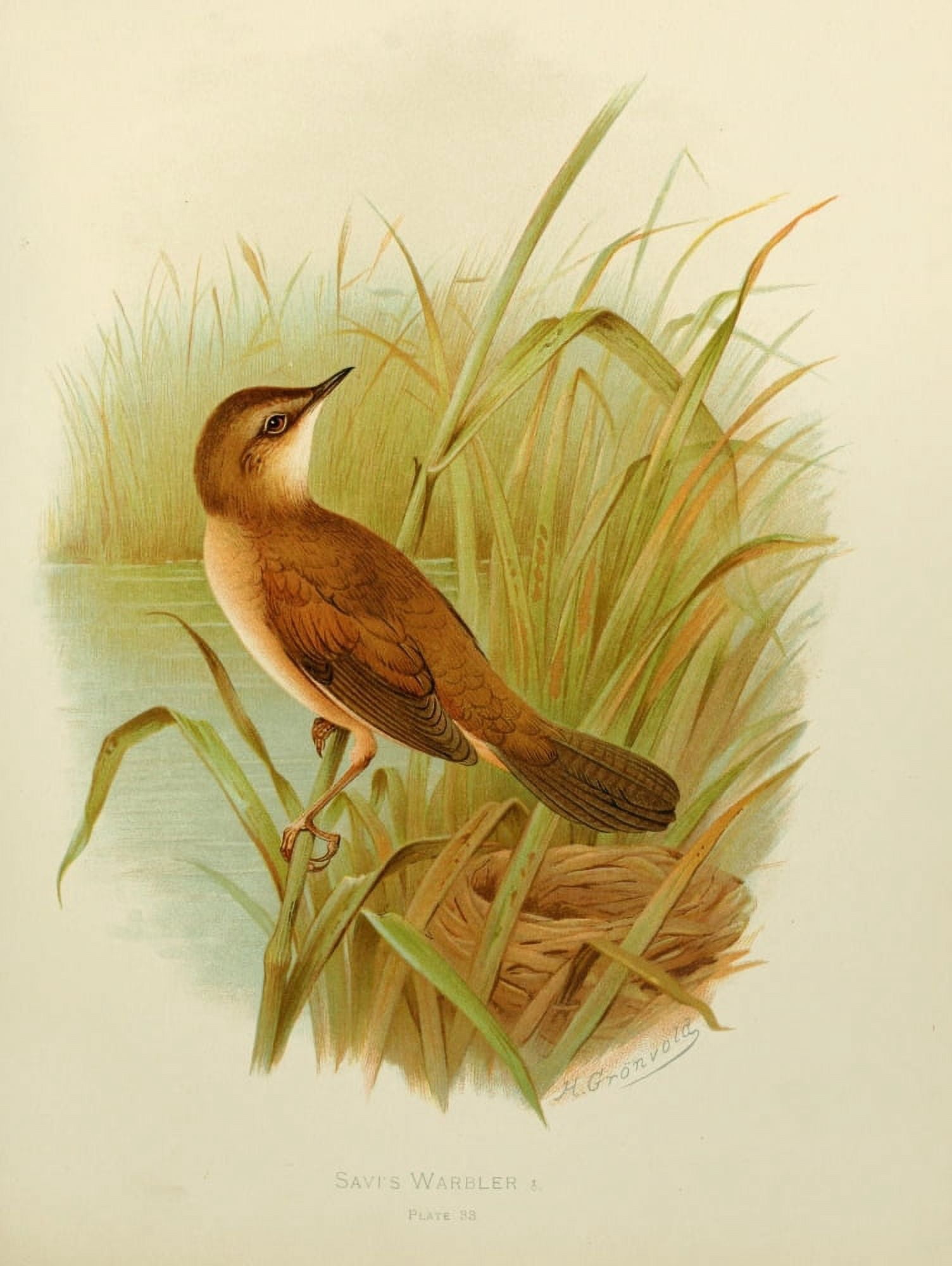 Birds of Britain & Ireland 1907 Warbler Savis Canvas Art - Henrik Grnvold (24 x 36)