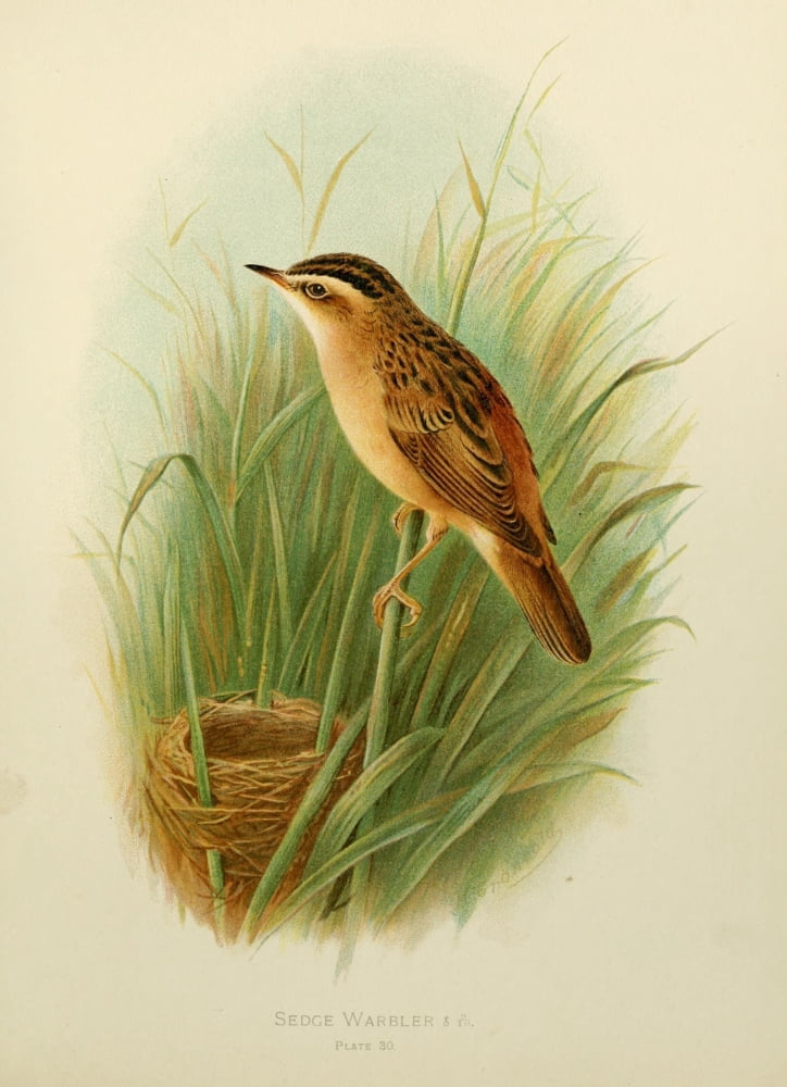 Birds of Britain & Ireland 1907 Warbler Sedge Canvas Art - Henrik Grnvold (24 x 36)