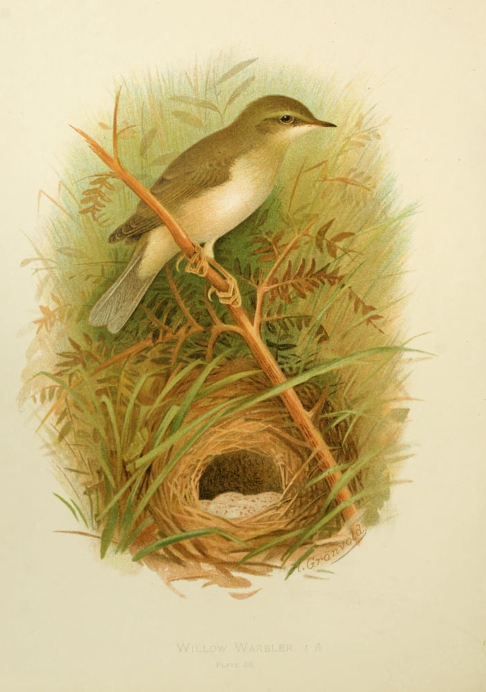 Birds of Britain & Ireland 1907 Warbler Willow Canvas Art - Henrik Grnvold (24 x 36)