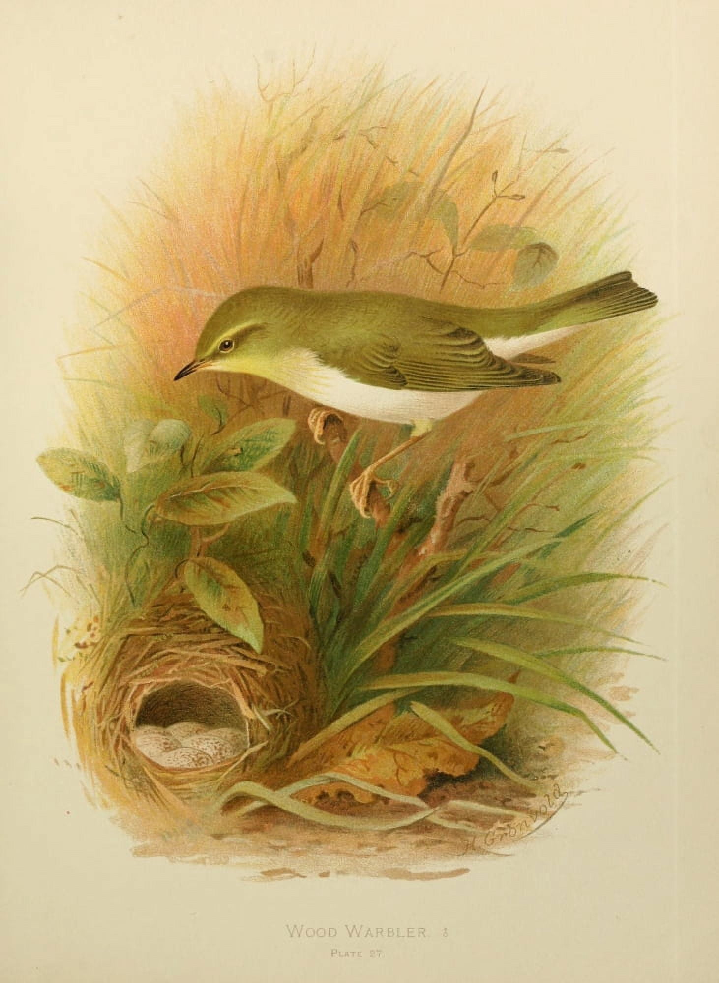Birds of Britain & Ireland 1907 Warbler Wood Canvas Art - Henrik Grnvold (24 x 36)