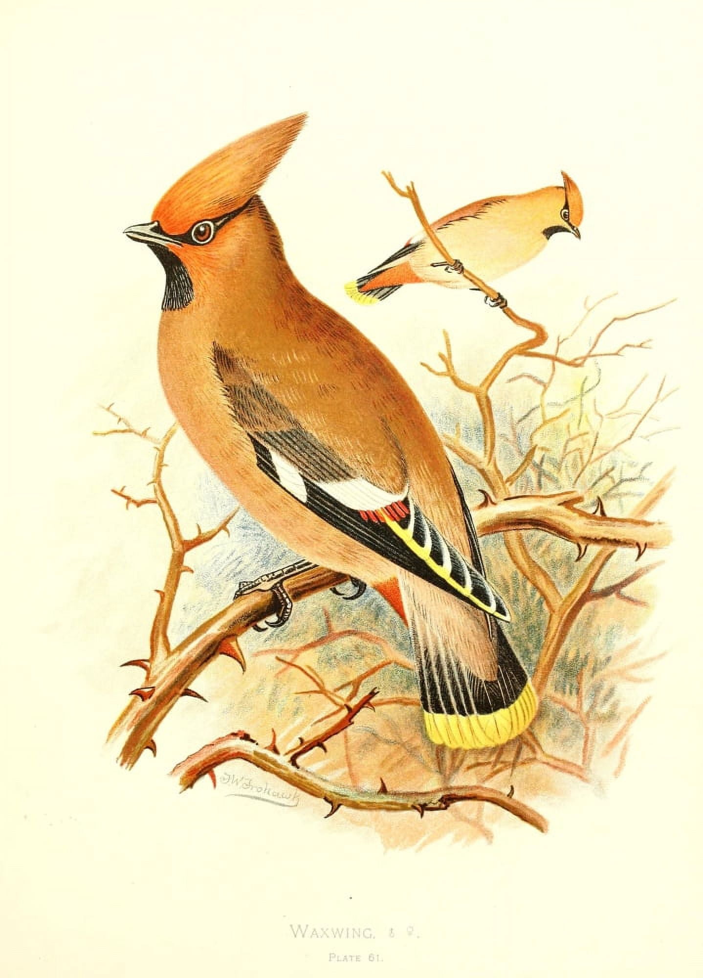 Birds of Britain & Ireland 1907 Waxwing Canvas Art - Henrik Grnvold (24 x 36)