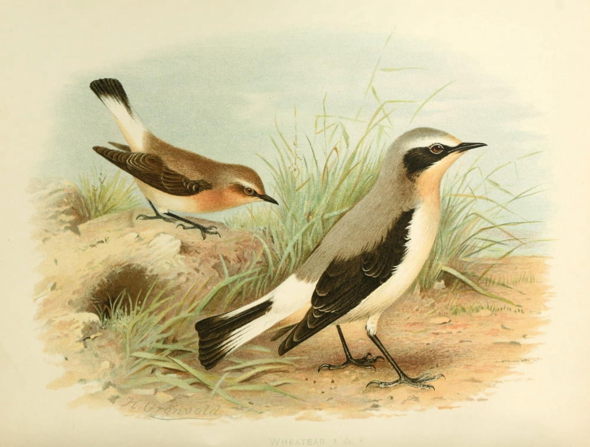 Birds of Britain & Ireland 1907 Wheatear Canvas Art - Henrik Grnvold (18 x 24)