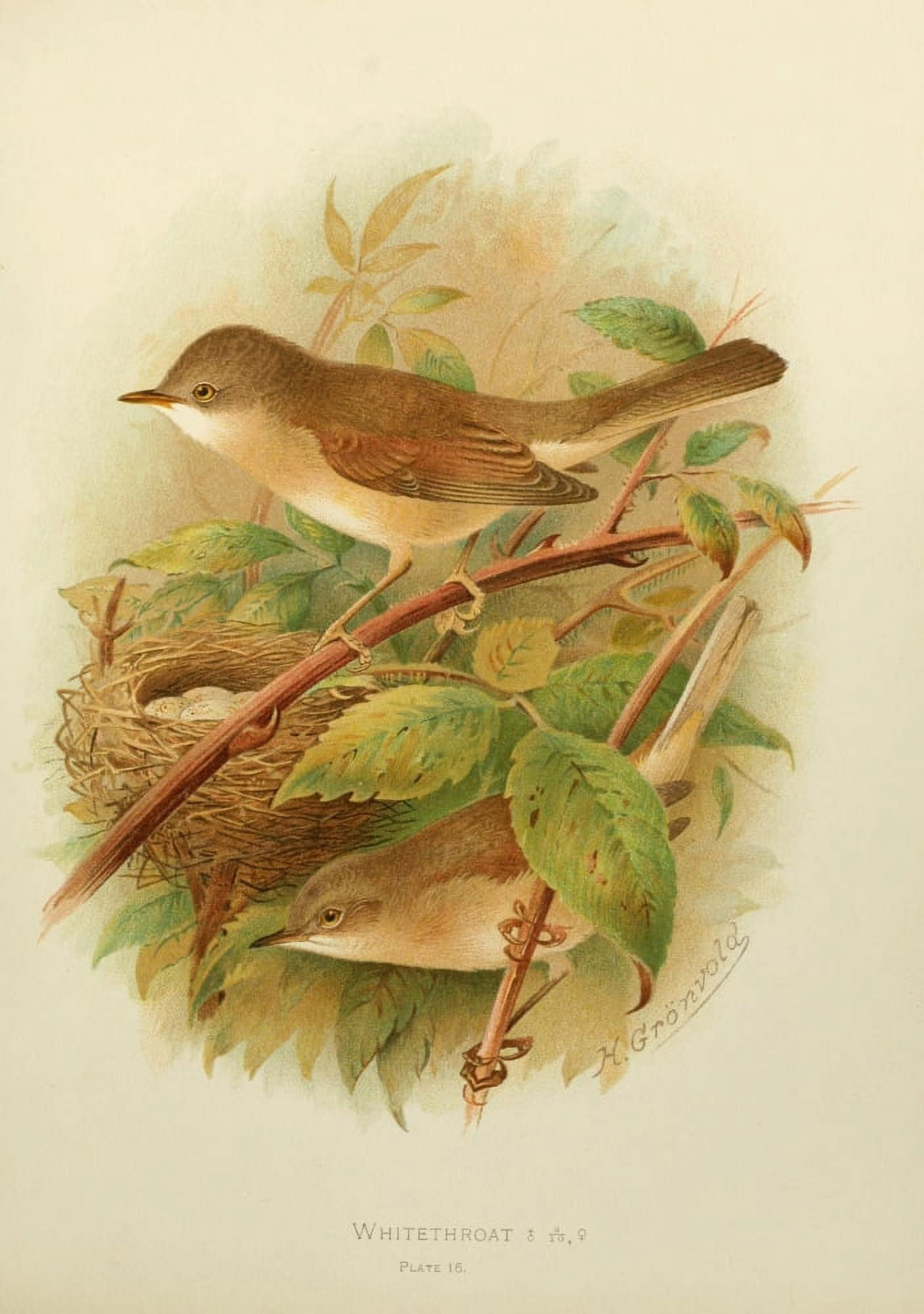 Birds of Britain & Ireland 1907 Whitethroat Canvas Art - Henrik Grnvold (24 x 36)