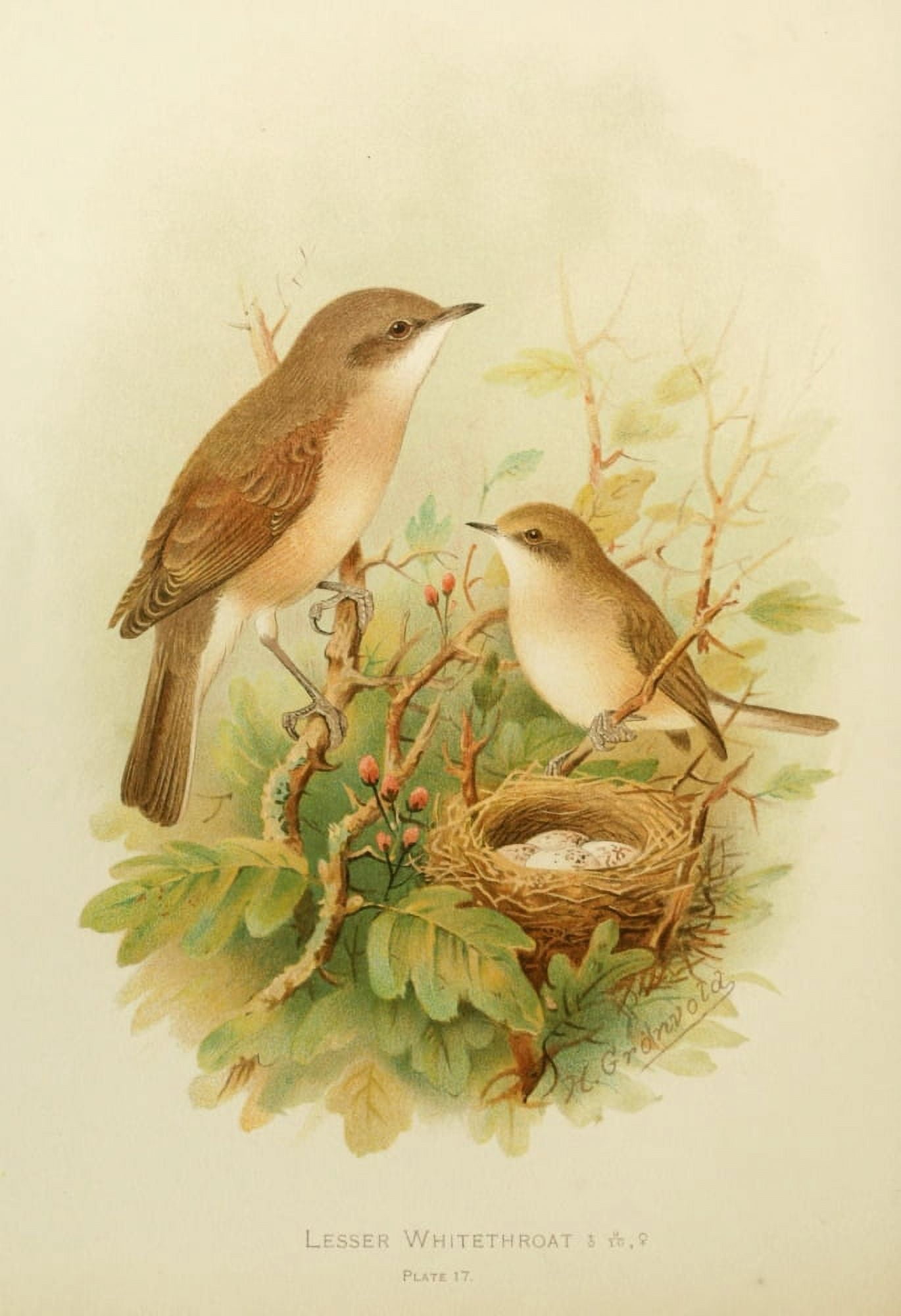 Birds of Britain & Ireland 1907 Whitethroat Lesser Canvas Art - Henrik Grnvold (18 x 24)