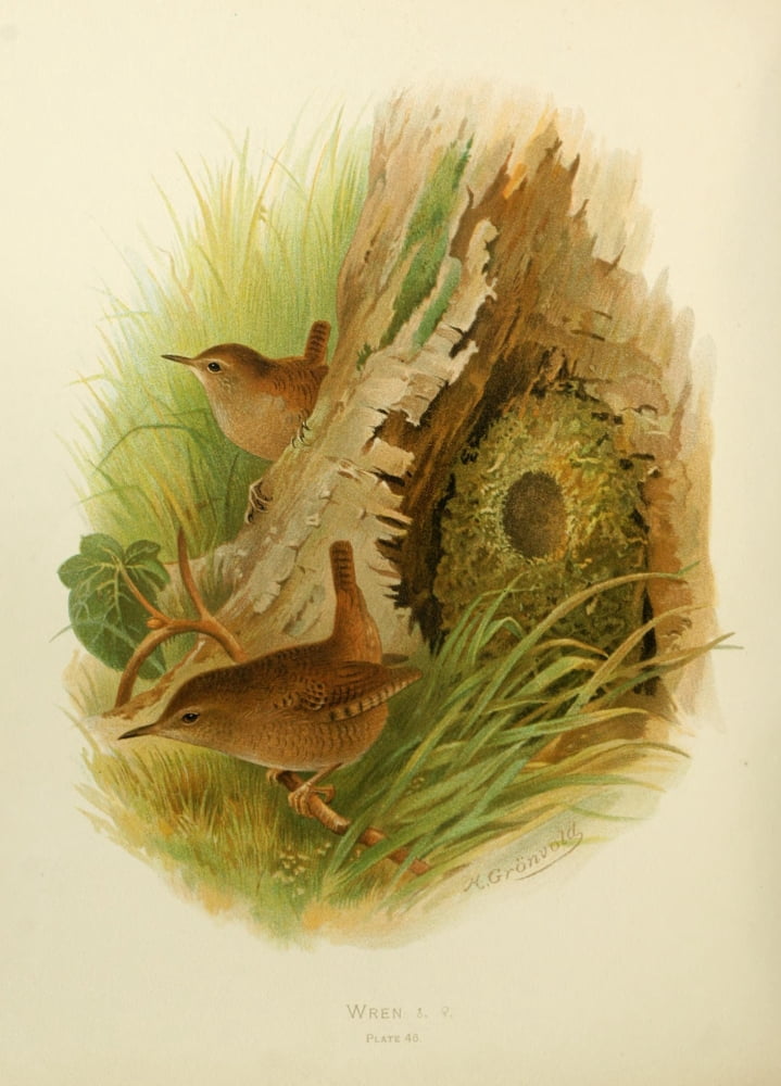 Birds of Britain & Ireland 1907 Wren Canvas Art - Henrik Grnvold (18 x 24)