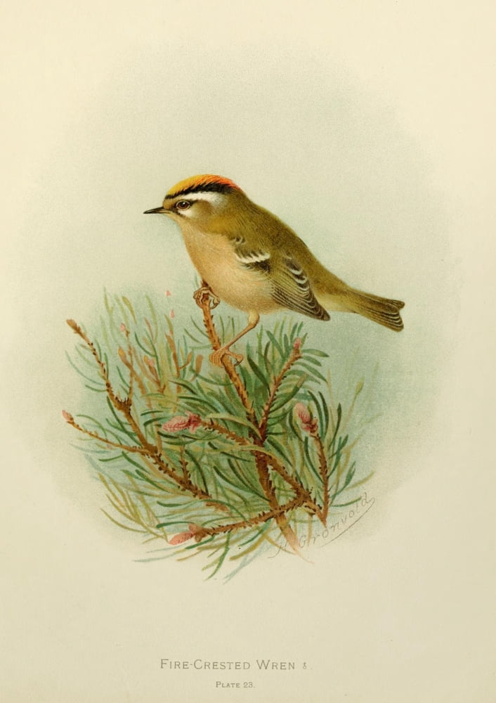 Birds of Britain & Ireland 1907 Wren Fire-crested Canvas Art - Henrik Grnvold (24 x 36)