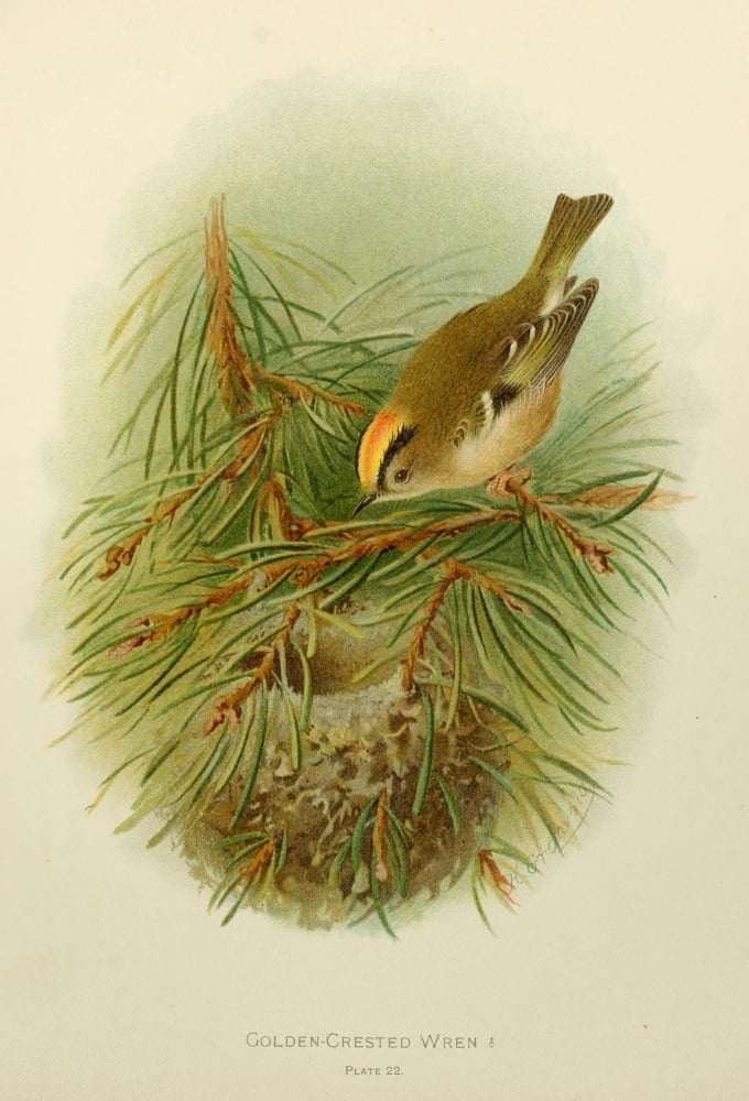 Birds of Britain & Ireland 1907 Wren Golden-crested Canvas Art - Henrik Grnvold (18 x 24)