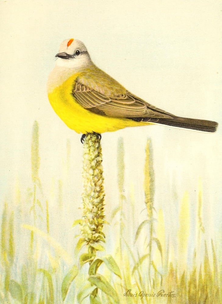 Birds of California 1893 Arkansas Kingbird Canvas Art - LA Fuertes (24 x 36)