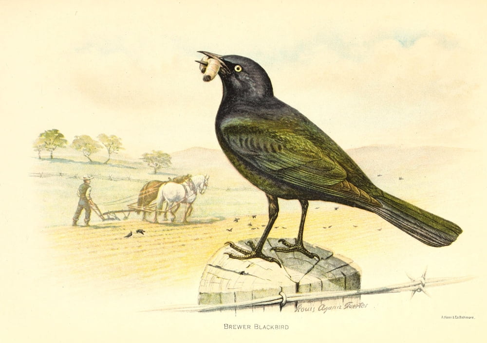 Birds of California 1893 Brewer Blackbird Canvas Art - LA Fuertes (18 x 24)
