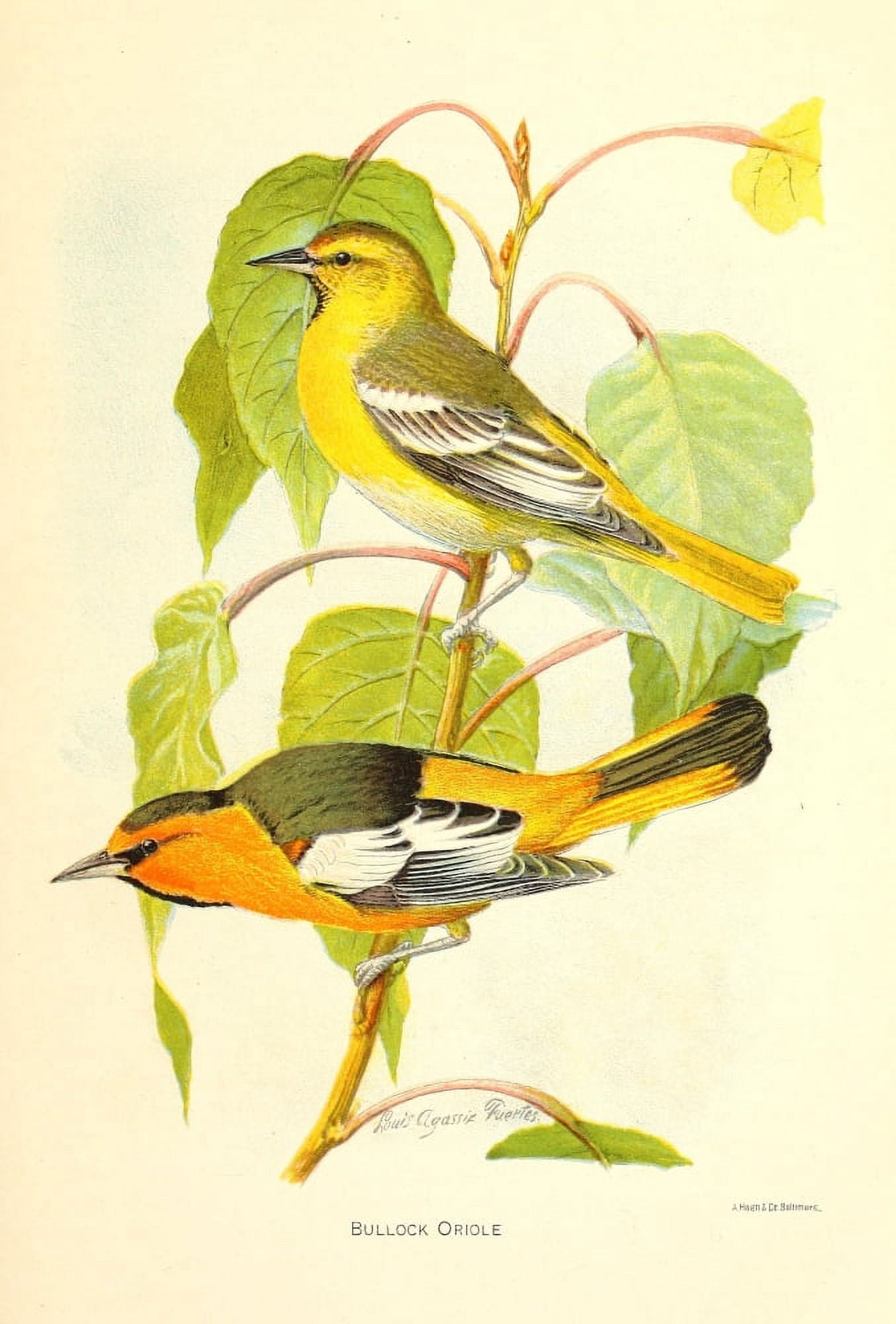 Birds of California 1893 Bullock Oriole Canvas Art - LA Fuertes (24 x 36)