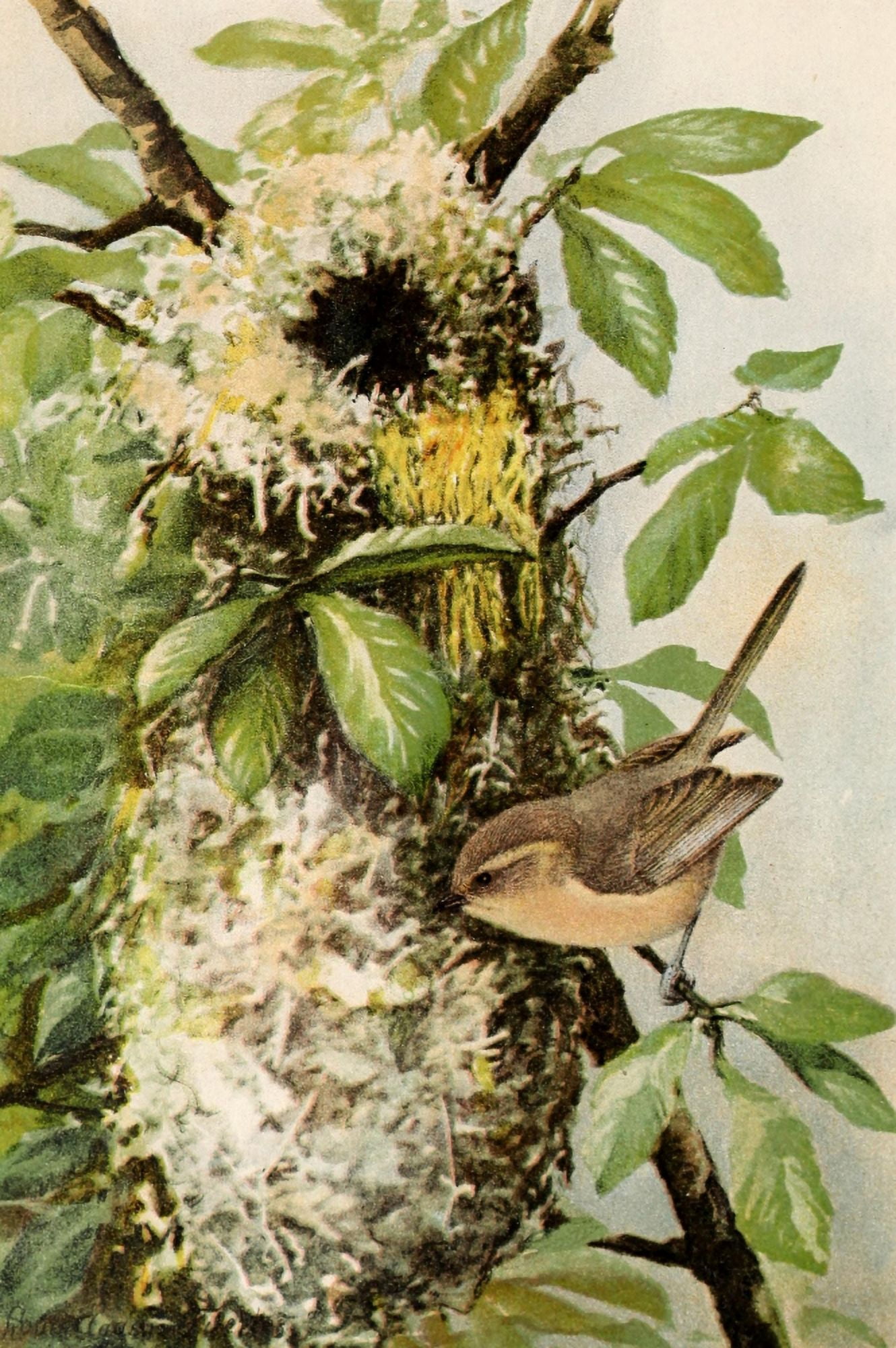 Birds of California 1893 California Bush-tit Canvas Art - LA Fuertes (18 x 24)