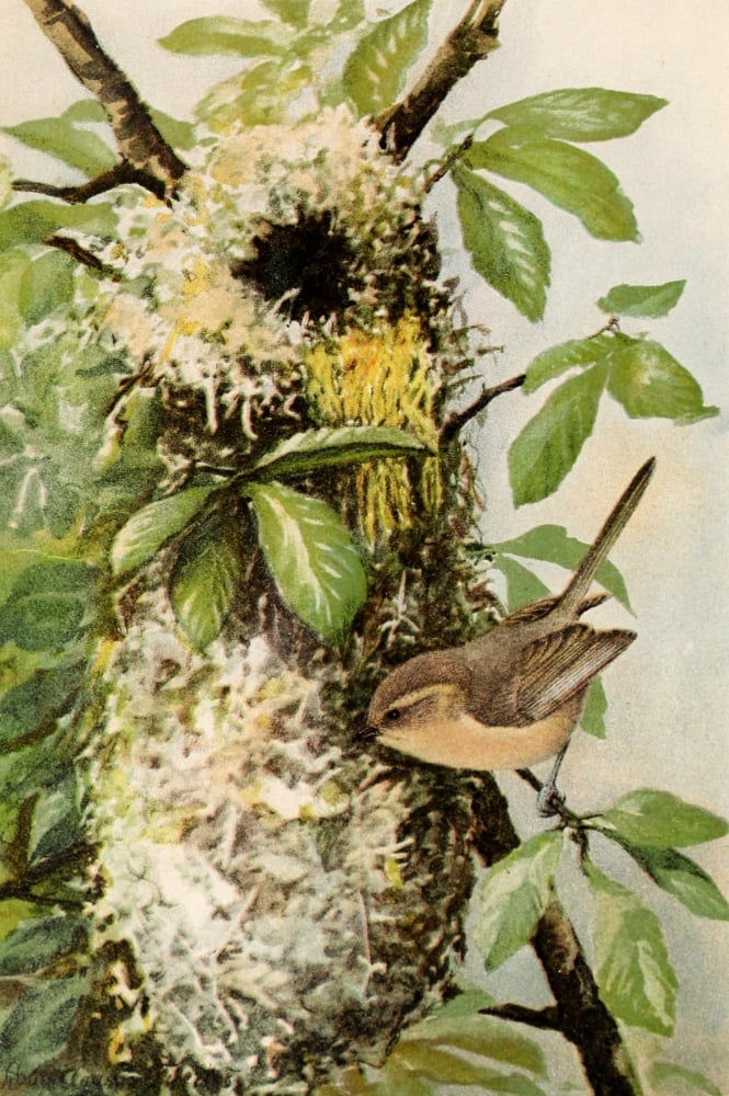 Birds of California 1893 California Bush-tit Canvas Art - LA Fuertes (24 x 36)