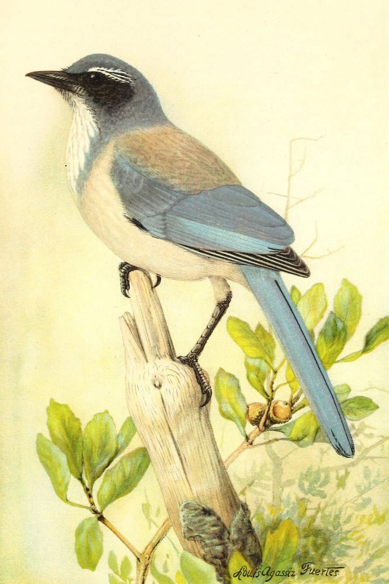 Birds of California 1893 California Jay Canvas Art - LA Fuertes (24 x 36)