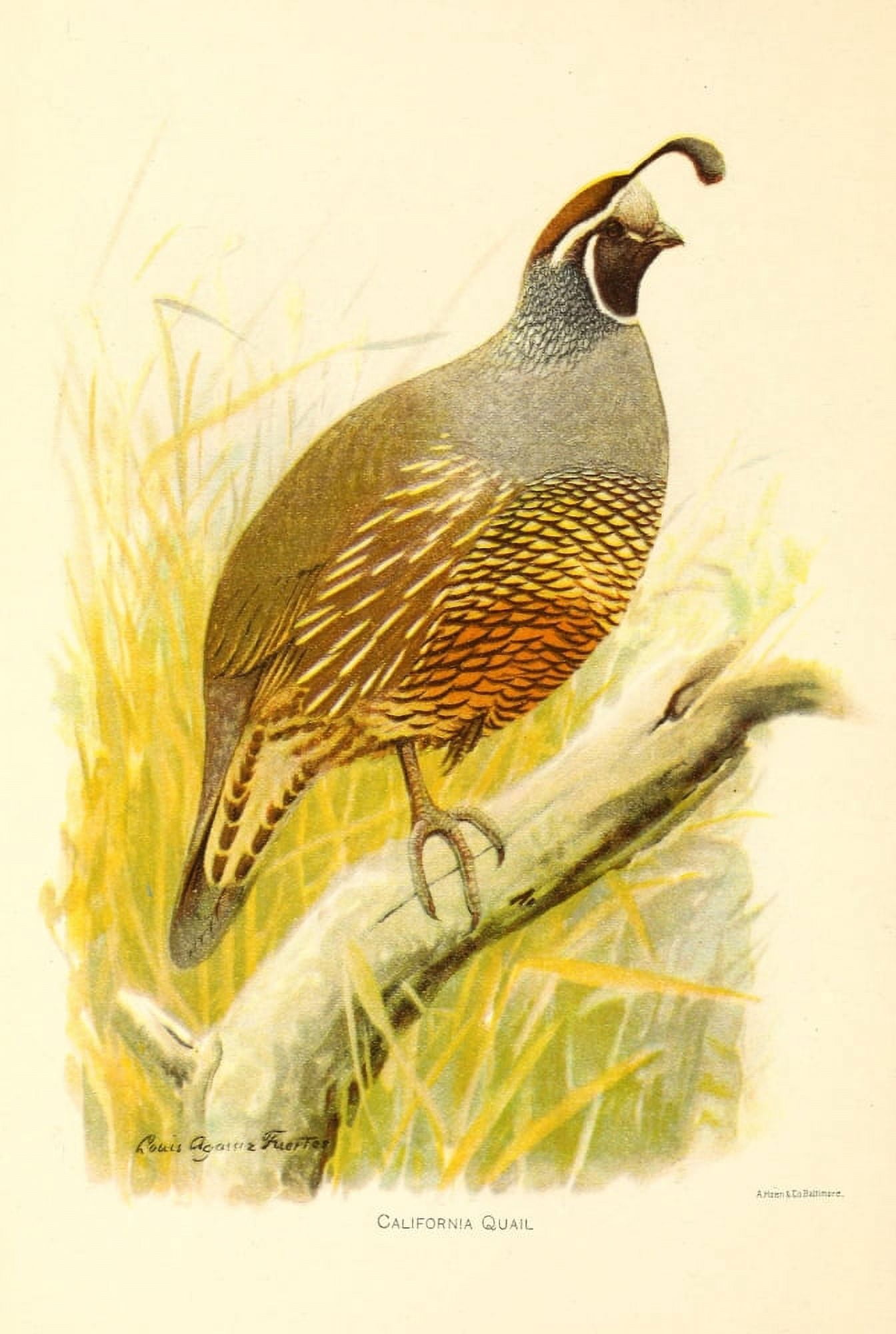 Birds of California 1893 California Quail Canvas Art - LA Fuertes (24 x 36)