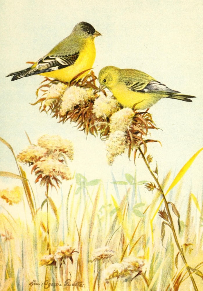 Birds of California 1893 Green-backed Goldfinch Canvas Art - LA Fuertes (24 x 36)