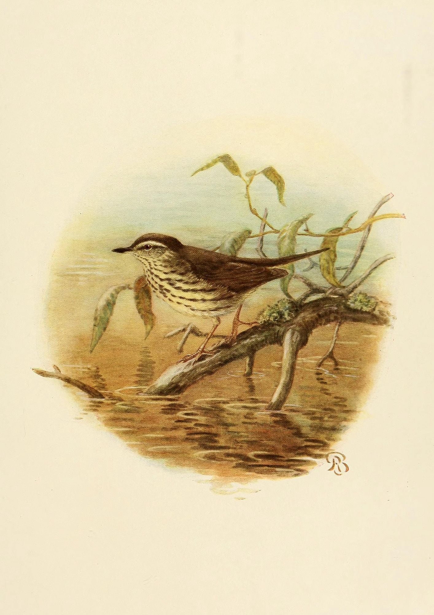 Birds of California 1923 Alaska Water-thrush Canvas Art - A Brooks (18 x 24)