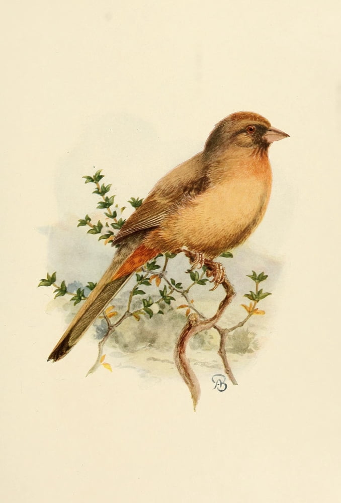 Birds of California 1923 Alberts Towhee Canvas Art - A Brooks (24 x 36)