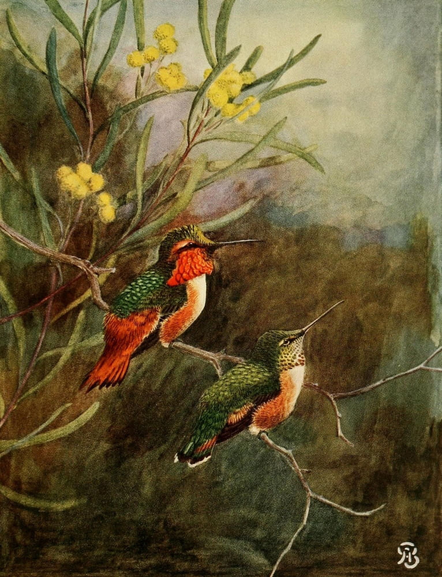 Birds of California 1923 Allens Hummer Canvas Art - A Brooks (18 x 24)
