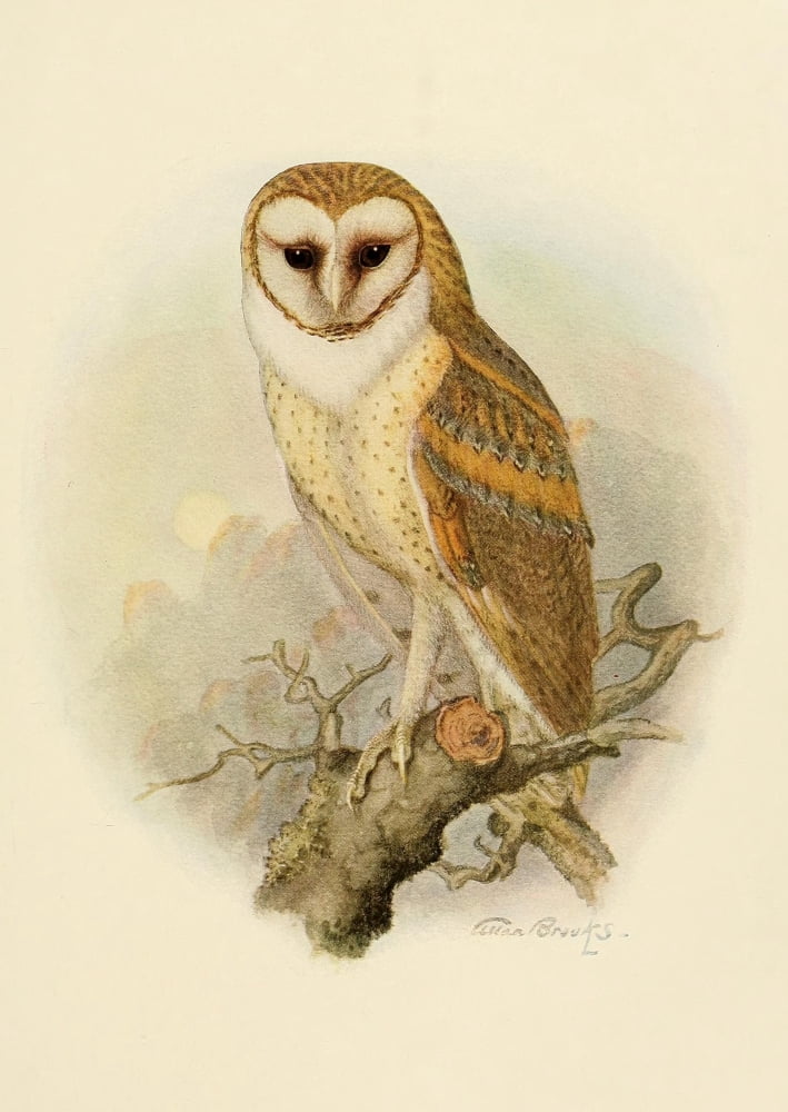 Birds of California 1923 American Barn Owl Canvas Art - A Brooks (24 x 36)