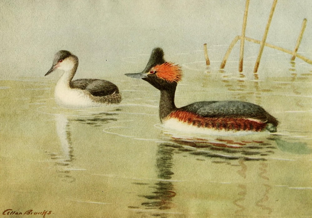 Birds of California 1923 American Eared Grebe Canvas Art - A Brooks (24 x 36)