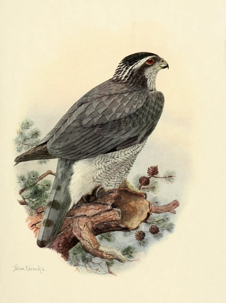 Birds of California 1923 American Goshawk Canvas Art - A Brooks (18 x 24)