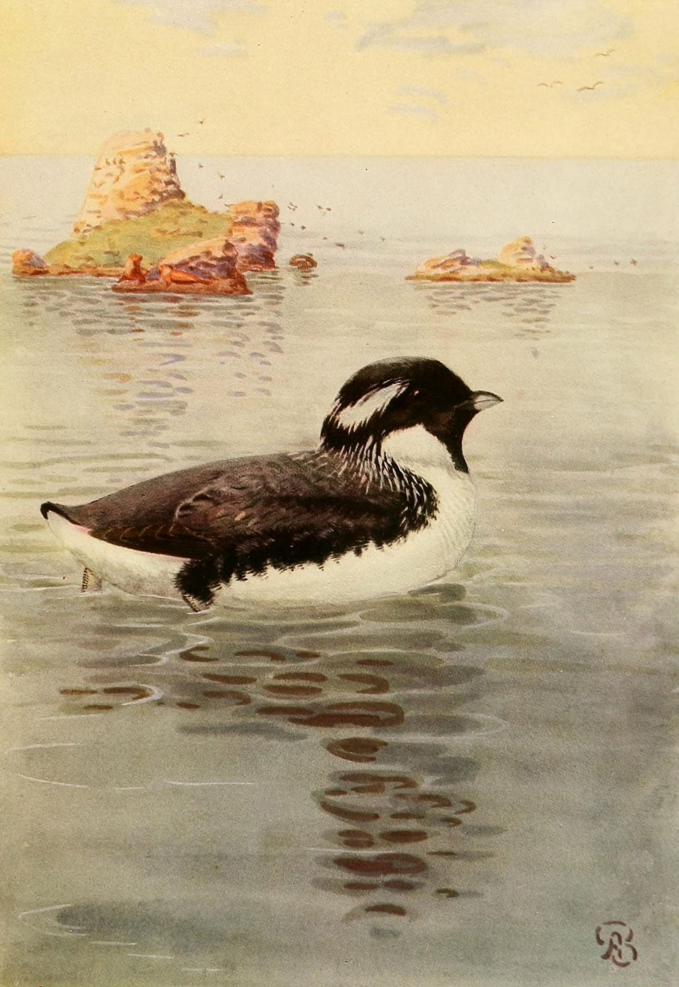 Birds of California 1923 Ancient Murrelet Canvas Art - A Brooks (18 x 24)
