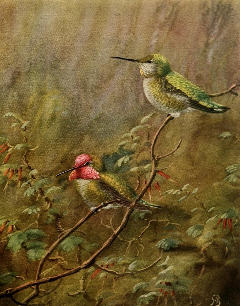 Birds of California 1923 Annas Hummer Canvas Art - A Brooks (24 x 36)