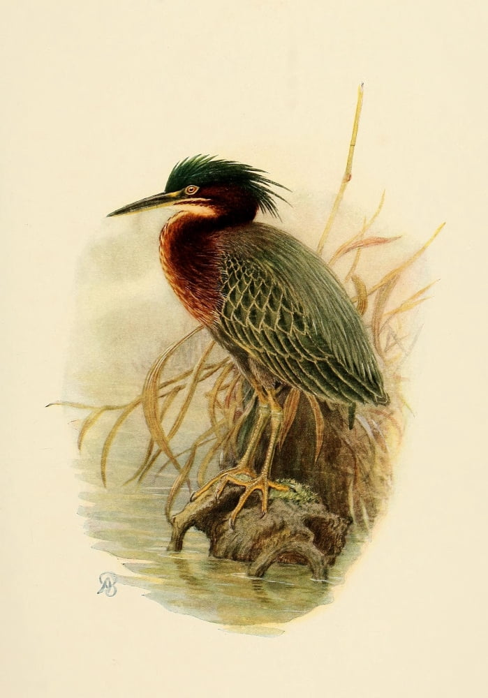 Birds of California 1923 Anthony Great Heron Canvas Art - A Brooks (18 x 24)