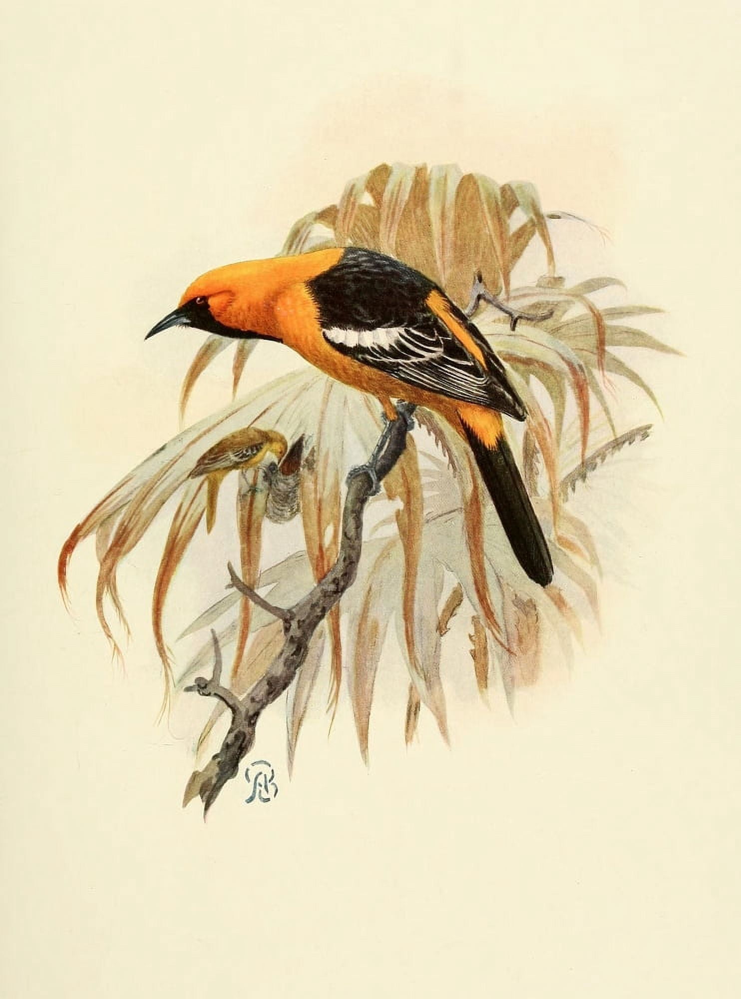 Birds of California 1923 Arizona Hooded Oriole Canvas Art - A Brooks (18 x 24)