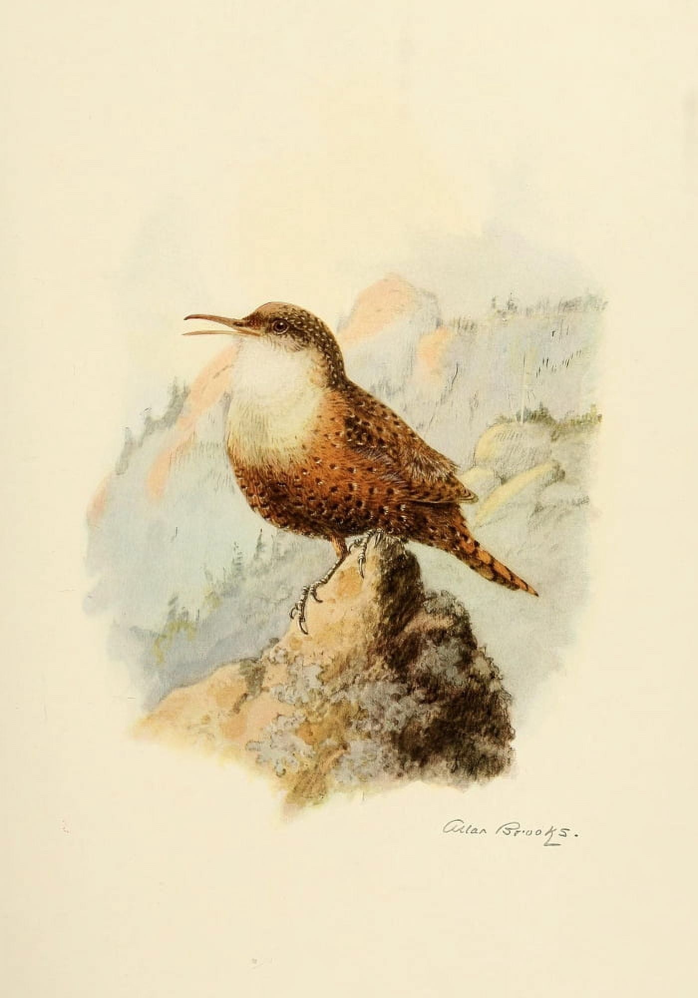 Birds of California 1923 Auburn Canyon Wren Canvas Art - A Brooks (18 x 24)
