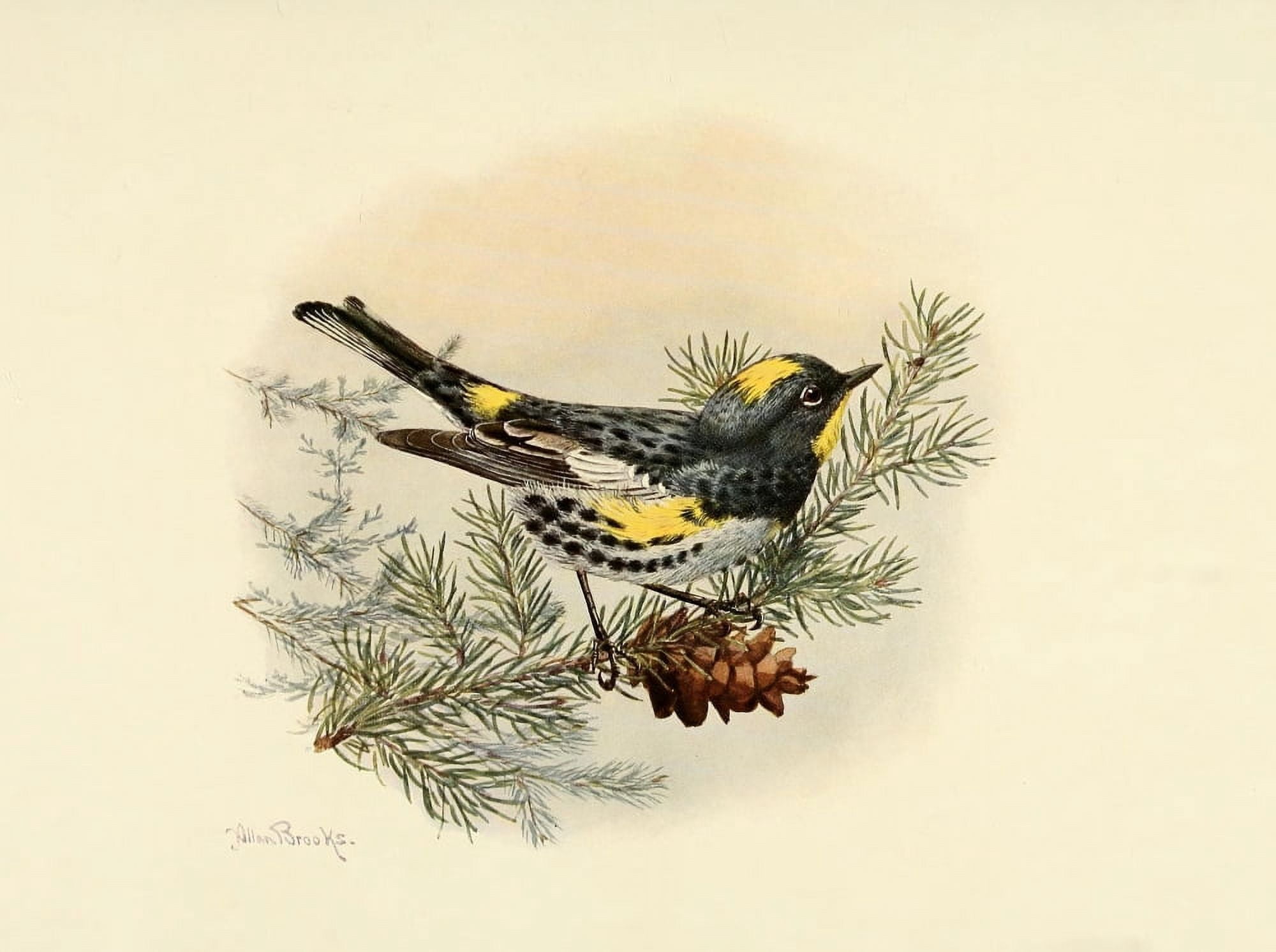 Birds of California 1923 Audubons Warbler Canvas Art - A Brooks (24 x 36)