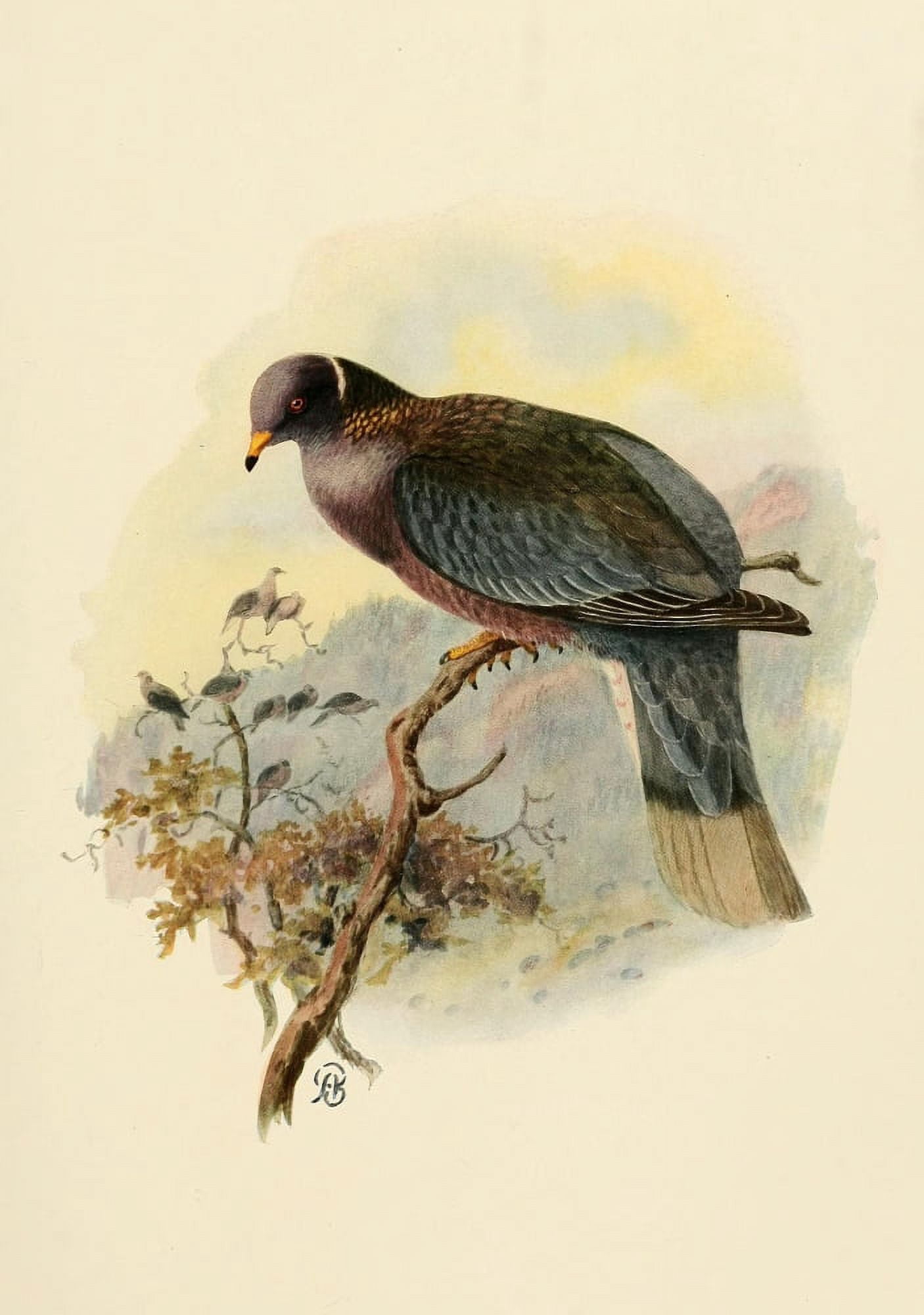Birds of California 1923 Band-tailed Pigeon Canvas Art - A Brooks (24 x 36)