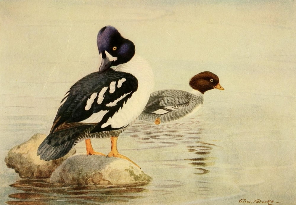 Birds of California 1923 Barrows Golden-eye Canvas Art - A Brooks (24 x 36)
