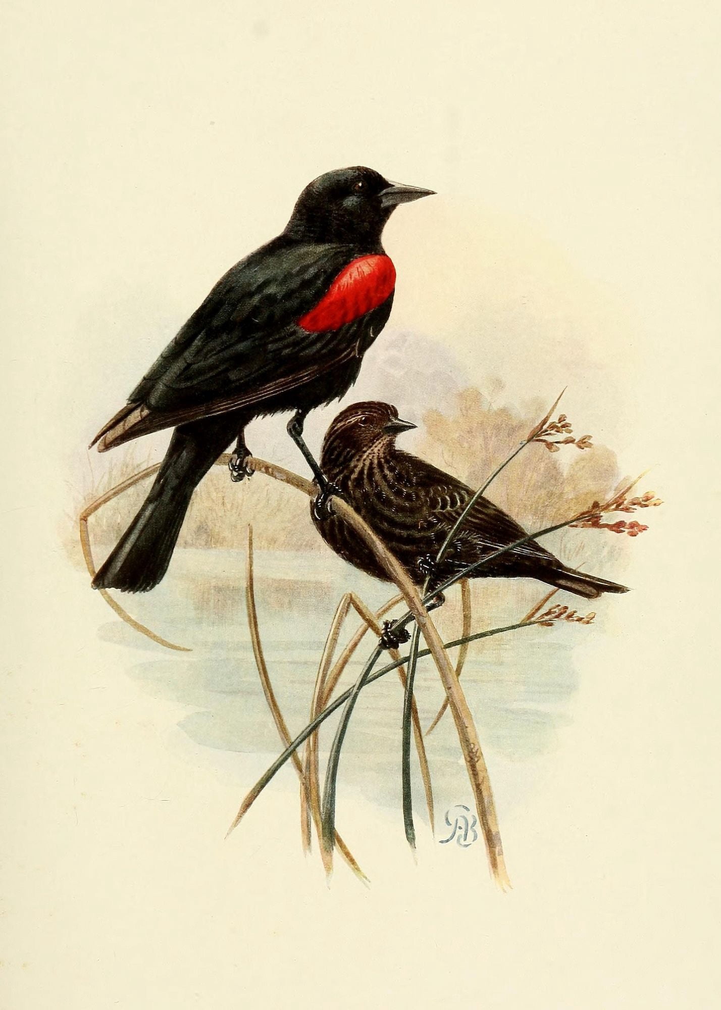 Birds of California 1923 Bicolored Redwing Canvas Art - A Brooks (24 x 36)