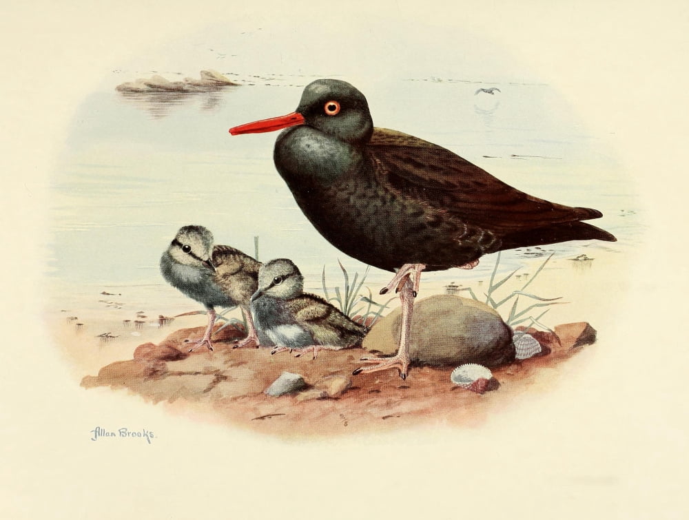 Birds of California 1923 Black Oyster-Catcher Canvas Art - A Brooks (24 x 36)