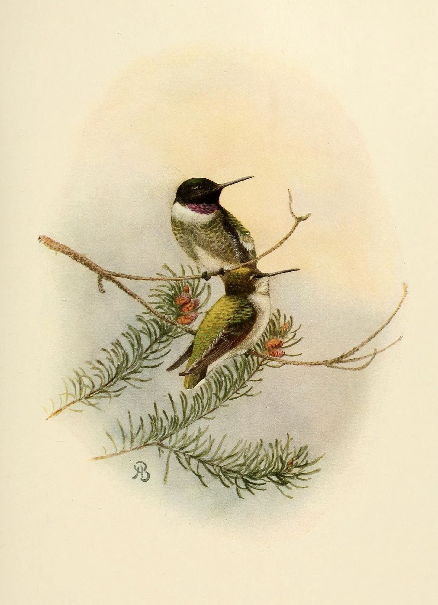 Birds of California 1923 Black-chinned Hummer Canvas Art - A Brooks (24 x 36)