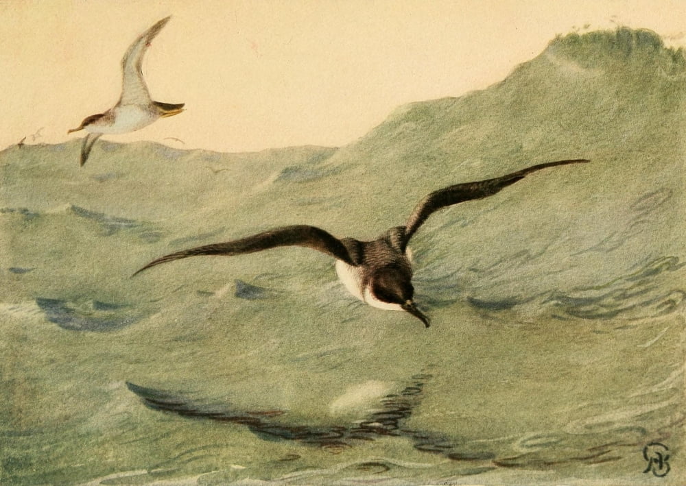 Birds of California 1923 Black-vented Shearwater Canvas Art - A Brooks (24 x 36)
