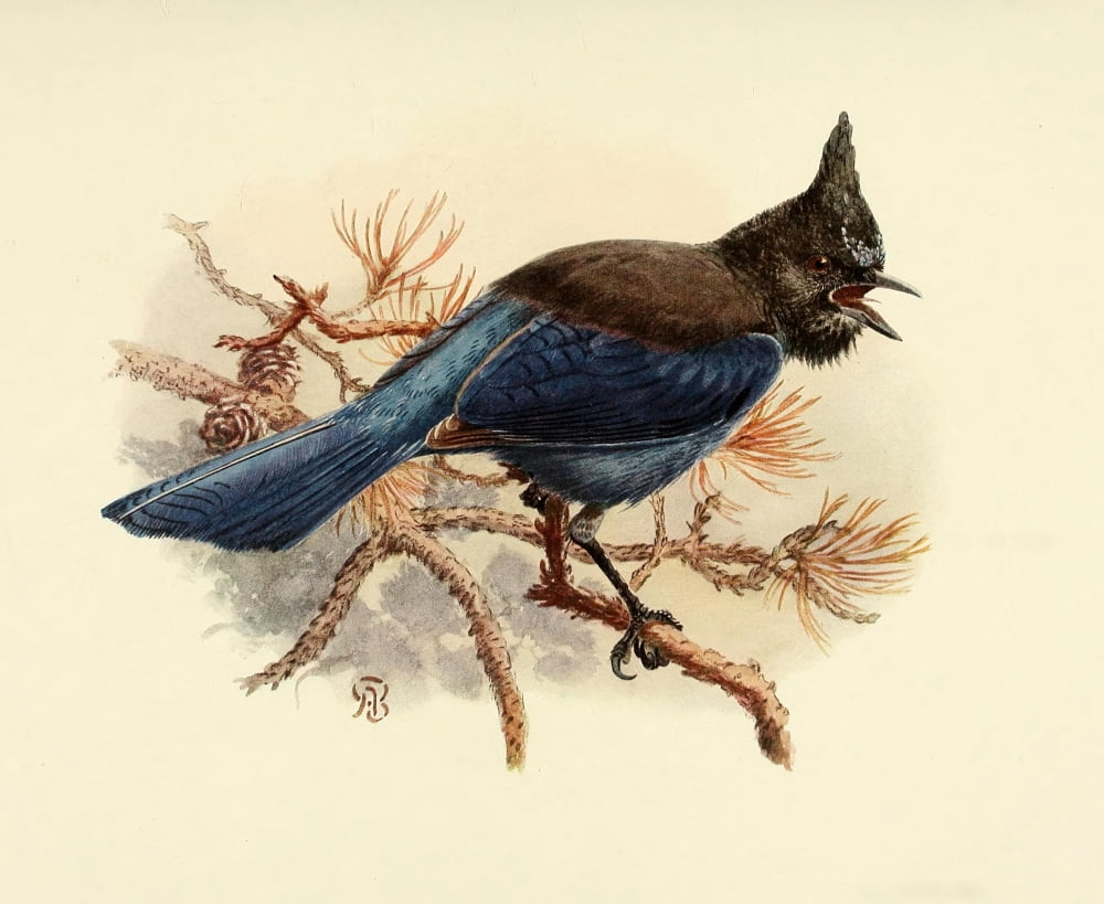 Birds of California 1923 Blue-fronted Jay Canvas Art - A Brooks (24 x 36)