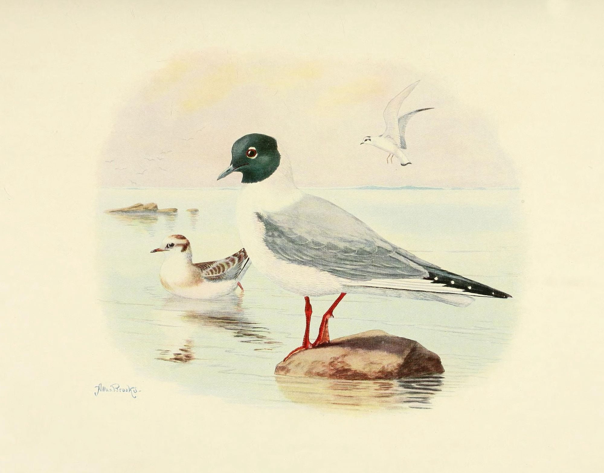 Birds of California 1923 Bonapartes Gull Canvas Art - A Brooks (24 x 36)