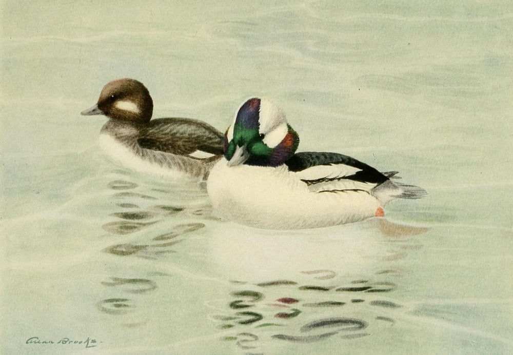 Birds of California 1923 Bufflehead Canvas Art - A Brooks (24 x 36)
