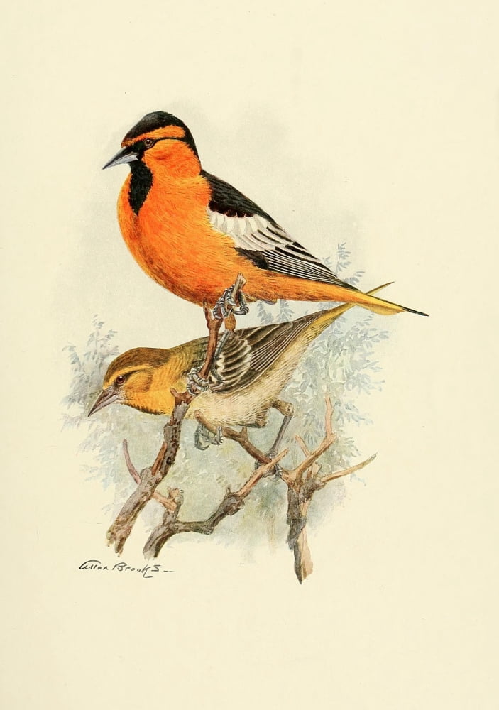Birds of California 1923 Bullocks Oriole Canvas Art - A Brooks (18 x 24)