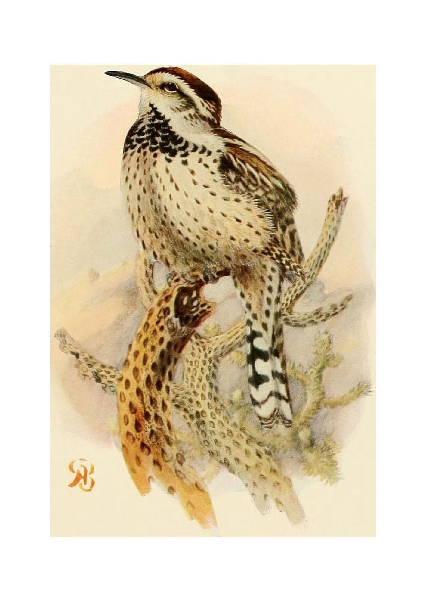 Birds of California 1923 Cactus Wren Canvas Art - A Brooks (18 x 24)