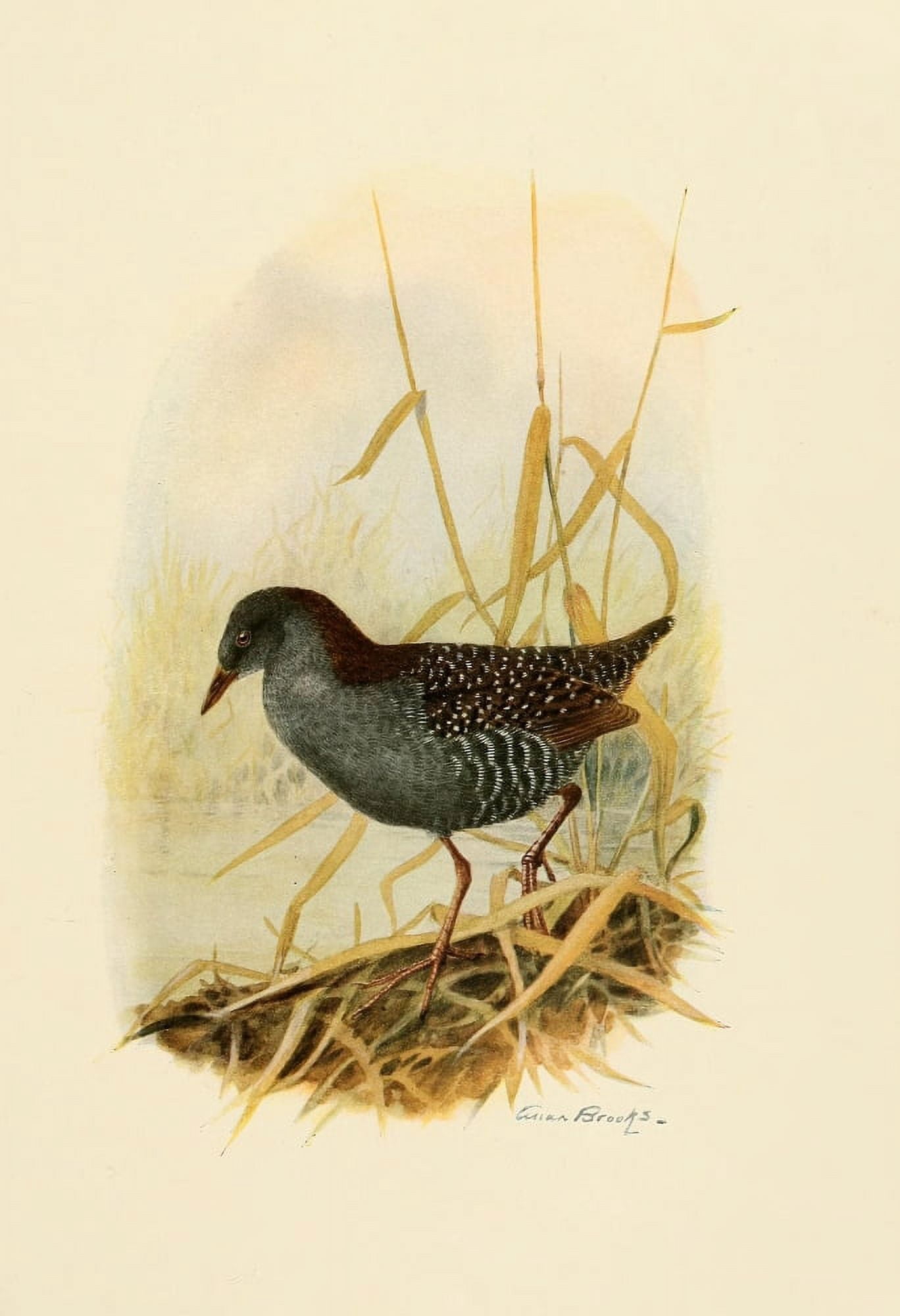Birds of California 1923 California Black Rail Canvas Art - A Brooks (24 x 36)
