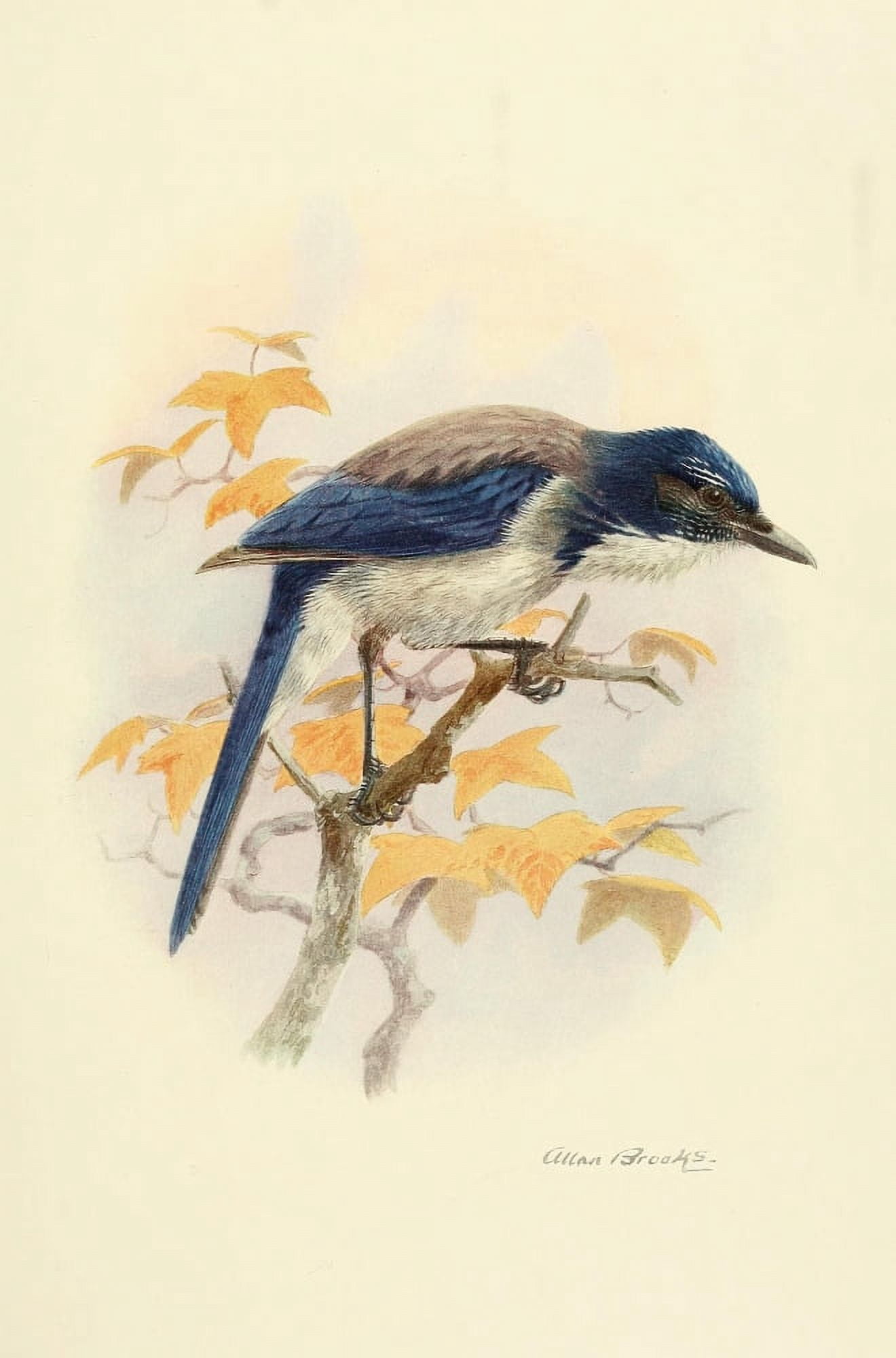 Birds of California 1923 California Jay Canvas Art - A Brooks (24 x 36)