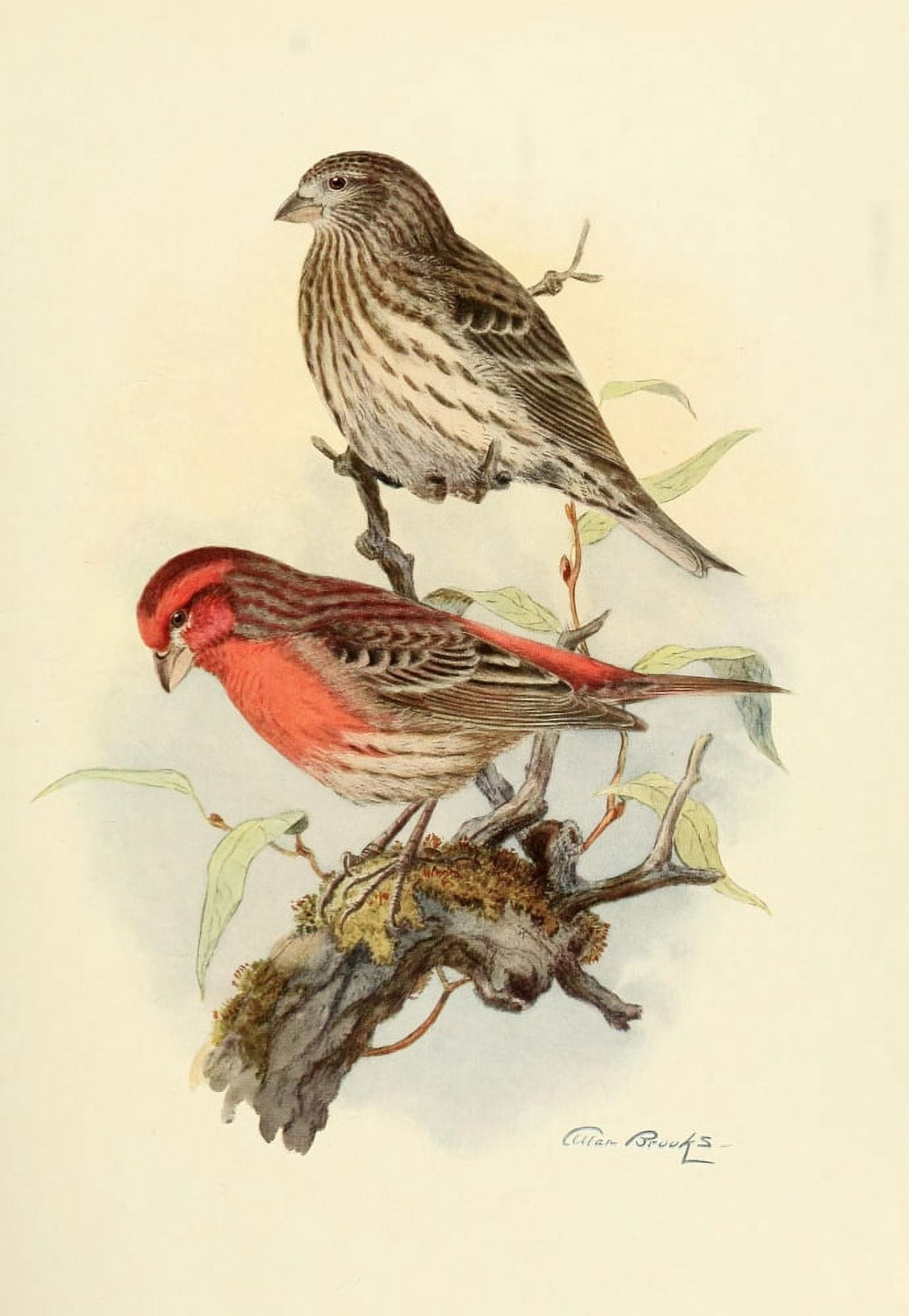 Birds of California 1923 California Linnet Canvas Art - A Brooks (18 x 24)